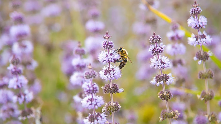 It's World Bee Day! 5 Easy Ways to Give Back